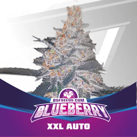 Semillas de Marihuana Blueberry XXL Auto