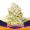 Tangie Marijuana Seeds