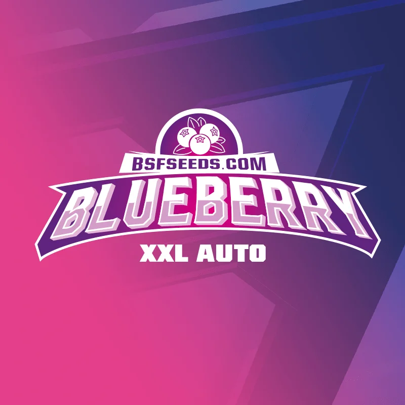 Semillas de Marihuana Blueberry XXL Auto