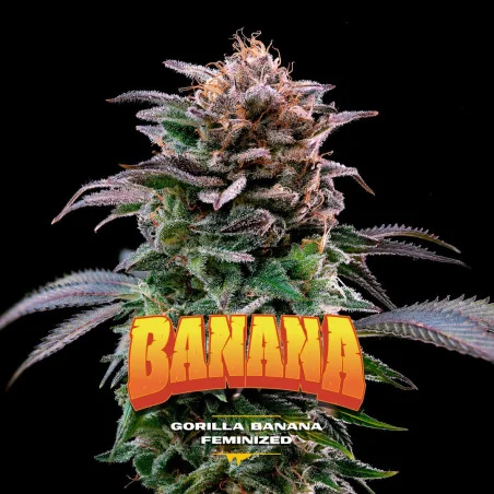 Semillas de Marihuana Gorilla Banana Feminized