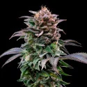 Semillas de Marihuana Gorilla Banana Feminized