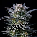 Semillas de Marihuana Gorilla Ghost Feminized