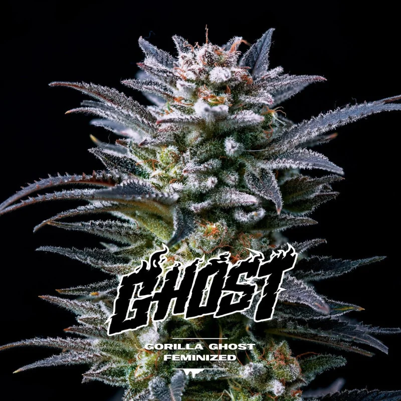 Semillas de Marihuana Gorilla Ghost Feminized