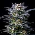 Semillas de Marihuana Gorilla Ghost Feminized