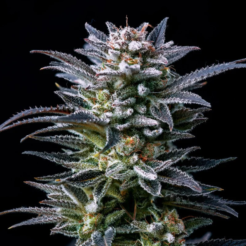 Semillas de Marihuana Gorilla Ghost Feminized