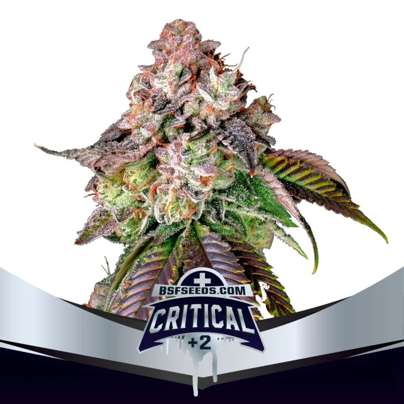 Critical +2 Marijuana Seeds