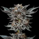 Gorilla 4 Feminized Marijuana Seeds