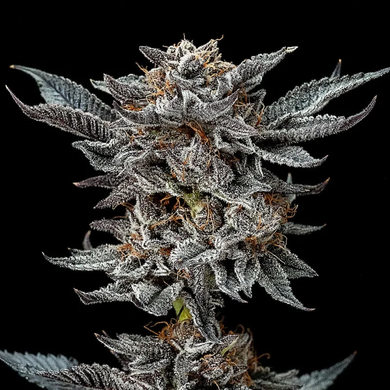 Gorilla 4 Feminized Marijuana Seeds