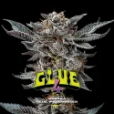 Semillas de Marihuana Gorilla Glue 4 Feminized