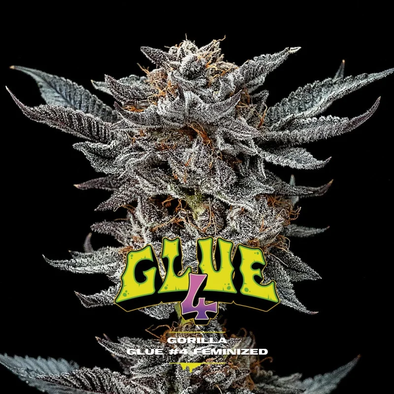 Semillas de Marihuana Gorilla Glue 4 Feminized
