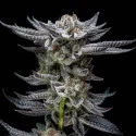 Gorilla Glue Auto Marijuana Seeds