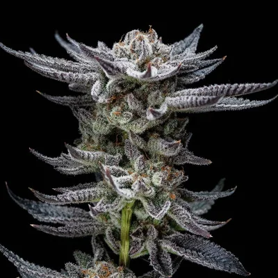Gorilla Glue Auto Marijuana Seeds