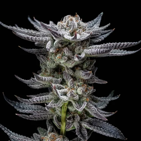Gorilla Glue Auto Marijuana Seeds