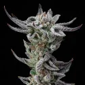 Gorilla Faster Marijuana Seeds