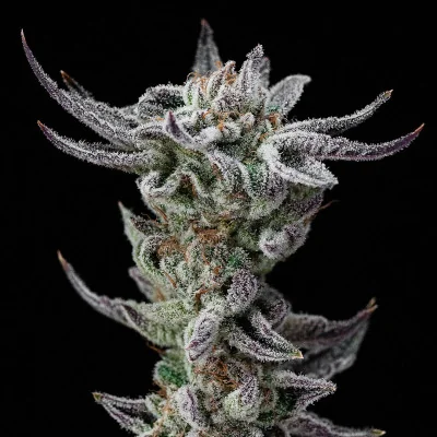 Gorilla Faster Marijuana Seeds