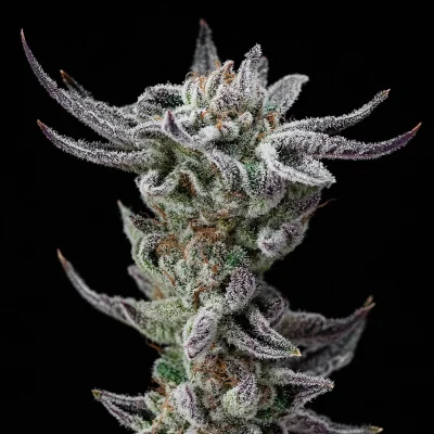 Gorilla Glue Faster Marijuana Seeds