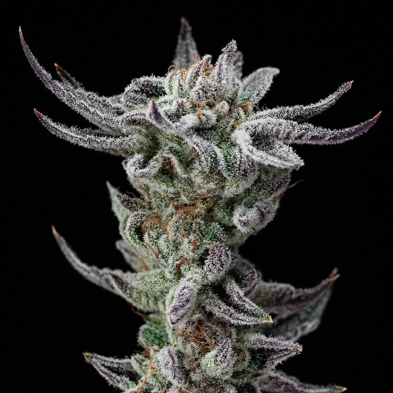 Gorilla Faster Marijuana Seeds