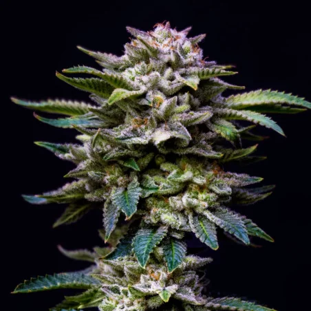 Semillas de Marihuana Gorilla Rainbow Feminized