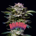 Semillas de Marihuana Gorilla Rainbow Feminized