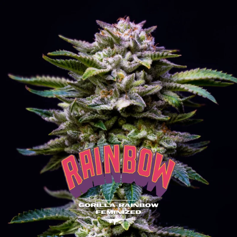 Semillas de Marihuana Gorilla Rainbow Feminized