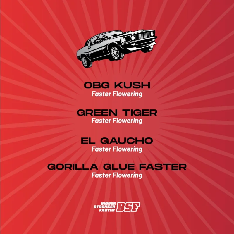 Faster and Furious Mix Marijuana Seeds