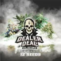 Dealer Deal XXL Automix: 12 semillas BSF Seeds Marijuana Seeds
