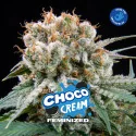 Choco Cream Feminized Marijuana Seeds