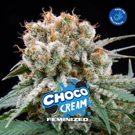 Choco Cream Feminized Marijuana Seeds