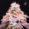Semillas de Marihuana Nicole Punch Feminized