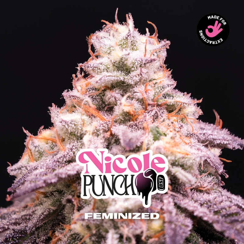 Semillas de Marihuana Nicole Punch Feminized