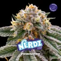 Nerdz Feminized Marijuana Seeds