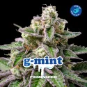 G-Mint Feminized Marijuana Seeds