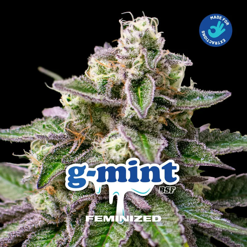 G-Mint Feminized Marijuana Seeds