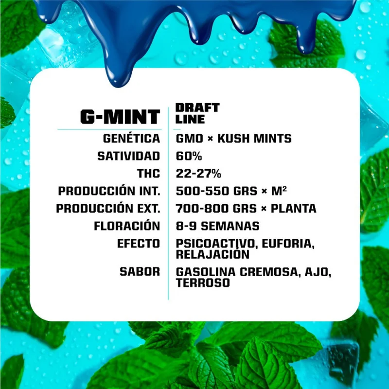 G-Mint Feminized Marijuana Seeds