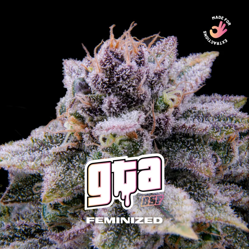 GTA Feminized Marijuana Seeds