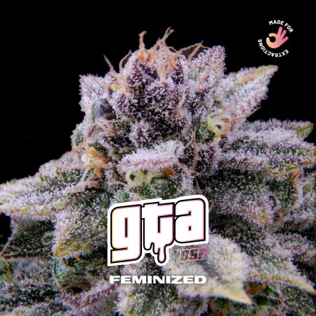 GTA Feminized Marijuana Seeds