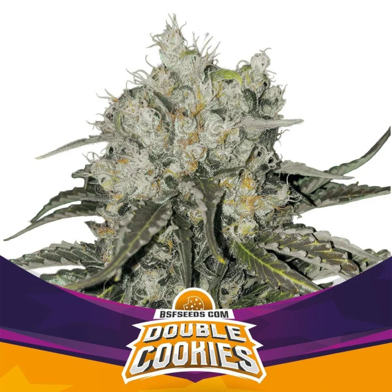 Double Cookies Marijuana Seeds