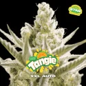 Tangie XXL Auto | BSF Seeds España y Europa