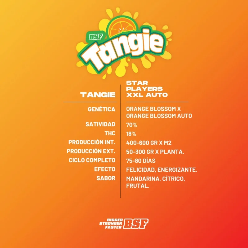 Tangie XXL Auto | BSF Seeds España y Europa