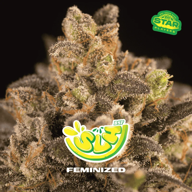 Super Lemon Haze | BSF Seeds the No.1 seed bank in Spain and Europe