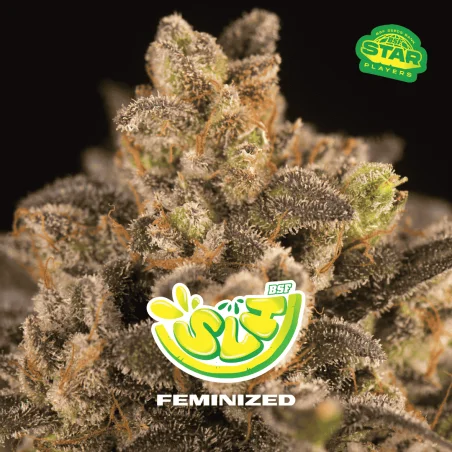 Super Lemon Haze | BSF Seeds the No.1 seed bank in Spain and Europe