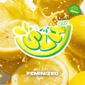 Super Lemon Haze | BSF Seeds the No.1 seed bank in Spain and Europe