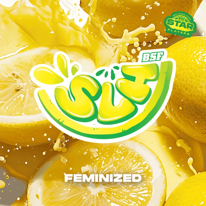 Super Lemon Haze | BSF Seeds the No.1 seed bank in Spain and Europe