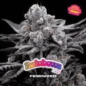 Rainbows Marijuana Seeds