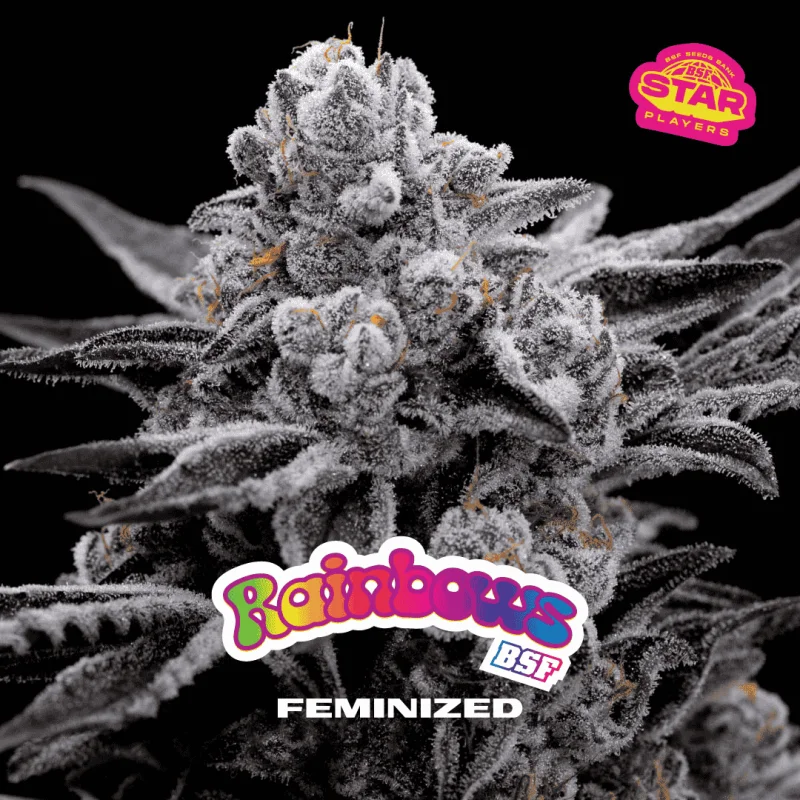 Rainbows | BSF Seeds the No.1 seed bank in Spain and Europe