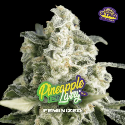 Pineapple Larry OG Fem Marijuana Seeds