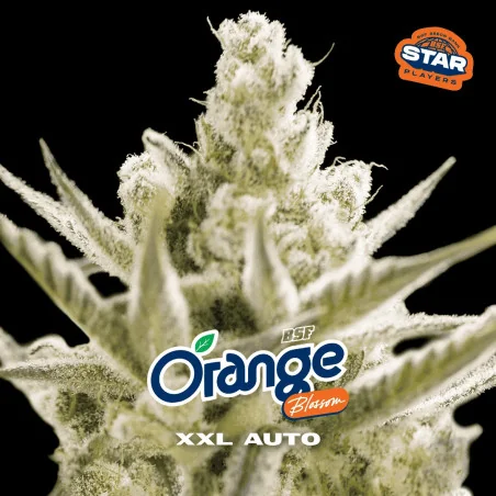 Orange Blossom XXL Auto | BSF Seeds España y Europa