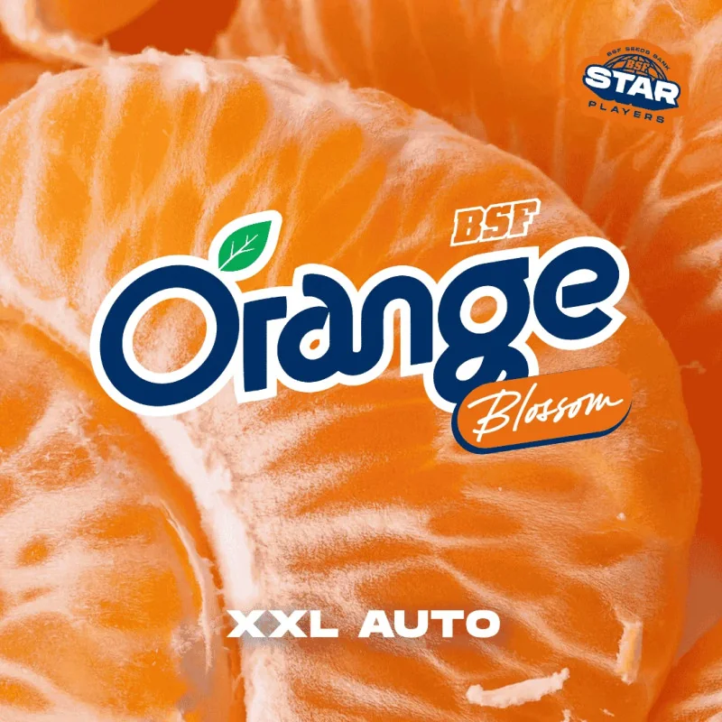 Orange Blossom XXL Auto | BSF Seeds España y Europa