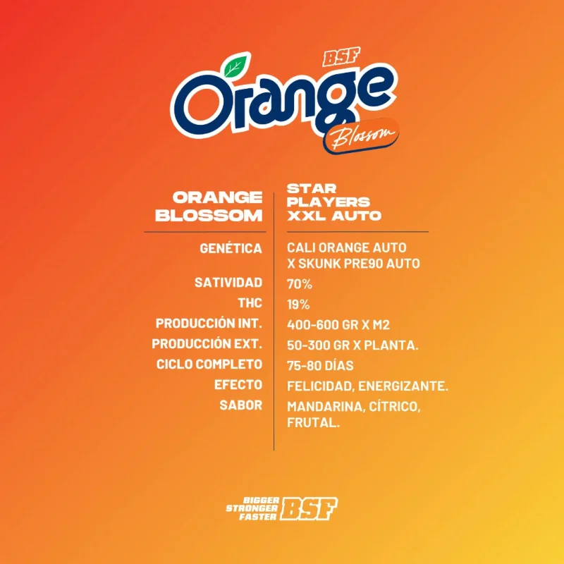 Orange Blossom XXL Auto | BSF Seeds España y Europa