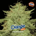 Orange Blossom | BSF Seeds the No.1 seed bank in Spain and Europe
